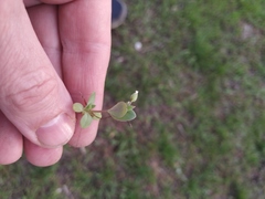 Holosteum umbellatum