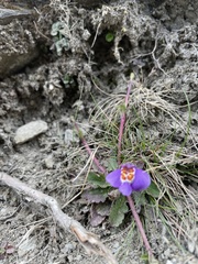 Mazus alpinus