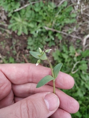 Holosteum umbellatum