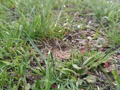 Draba verna