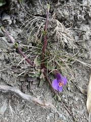 Mazus alpinus
