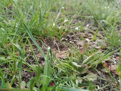 Draba verna