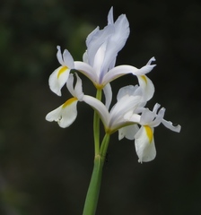 Iris xiphium xiphium