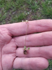 Draba verna