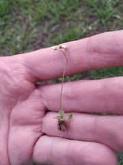 Draba verna