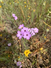 Leptosiphon montanus