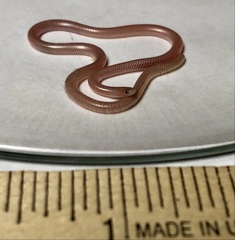 Rena humilis cahuilae