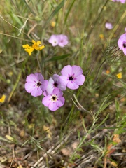 Leptosiphon montanus