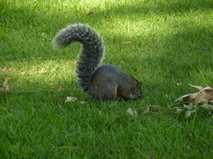 Sciurus aureogaster