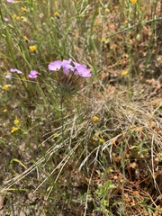 Leptosiphon montanus