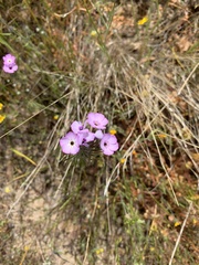 Leptosiphon montanus