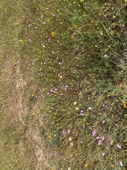 Leptosiphon montanus