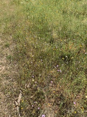 Leptosiphon montanus