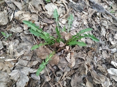 Taraxacum officinale