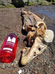 Acipenser medirostris