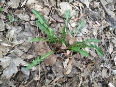 Taraxacum officinale