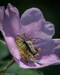 Trachysida mutabilis