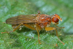 Norellisoma spinimanum