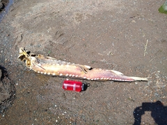 Acipenser medirostris