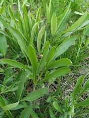 Falcaria vulgaris
