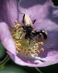 Trachysida mutabilis