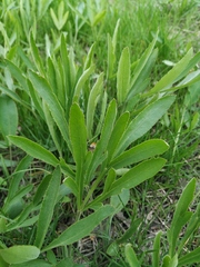 Falcaria vulgaris