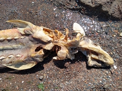 Acipenser medirostris