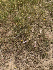 Leptosiphon montanus