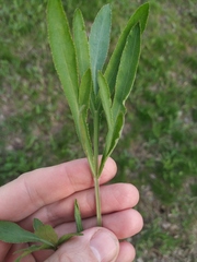 Falcaria vulgaris