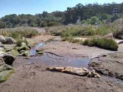 Acipenser medirostris