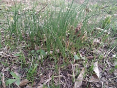 Allium flavum tauricum