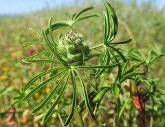 Sidalcea hirsuta
