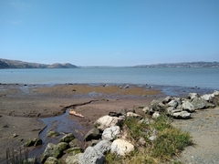 Acipenser medirostris