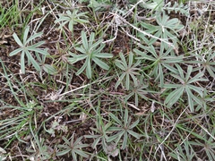 Geranium linearilobum