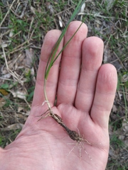 Allium flavum tauricum