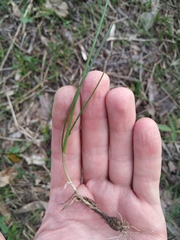Allium flavum tauricum