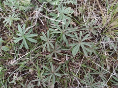 Geranium linearilobum