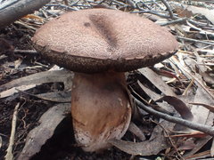 Tylopilus brunneus
