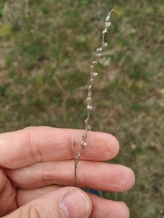 Veronica verna