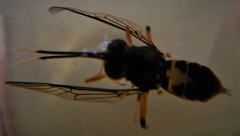 Elissoma ichneumonoides