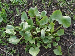 Ficaria verna calthifolia