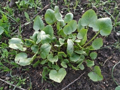 Ficaria verna calthifolia