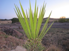 Yucca faxoniana