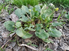 Ficaria verna calthifolia