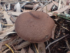 Tylopilus brunneus