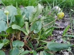 Ficaria verna calthifolia