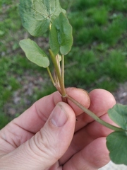 Ficaria verna calthifolia