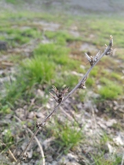 Cichorium intybus