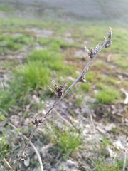 Cichorium intybus