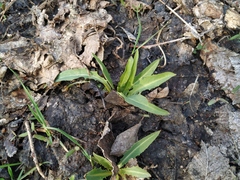 Lactuca tatarica